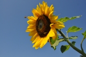 Sonnenblume_mit_Bienen